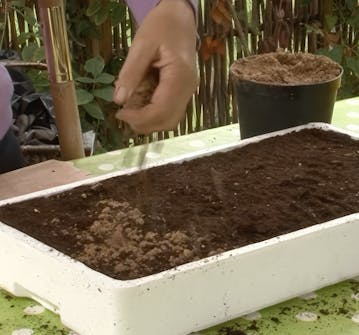 såing av blomsterfrø såing av blomsterfrø